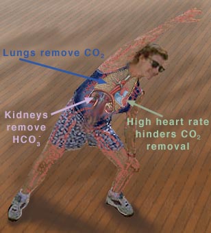 pH levels and exercise