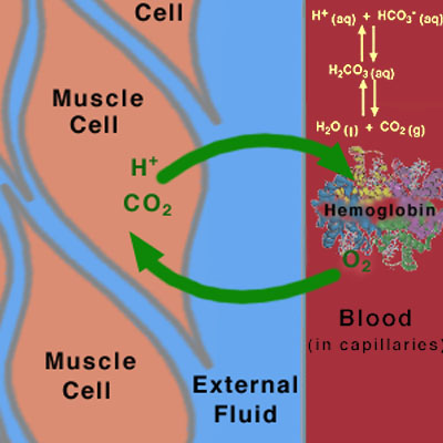 pH levels and exercise